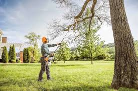 How Our Tree Care Process Works  in  Mexia, TX