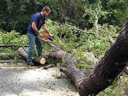 Tree and Shrub Care in Mexia, TX