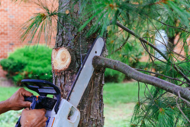 Best Fruit Tree Pruning  in Mexia, TX